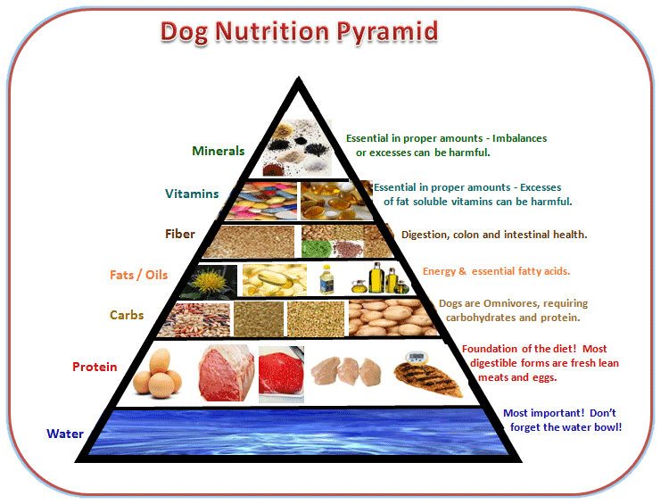 Dog food analysis with diet tips and facts about a dogs health.