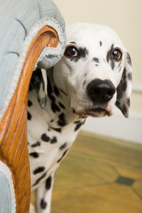 Best Treatments For Dog Anxiety