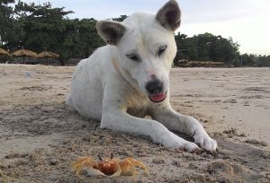 can dogs eat crab meat