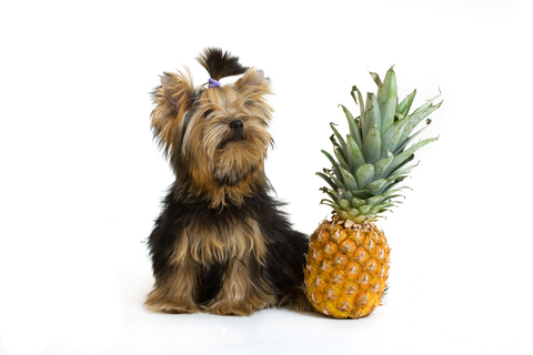 Can Dogs Eat Pineapple? Is Pineapple Good Or Bad For Dogs?