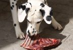 can dogs eat pork rib bones