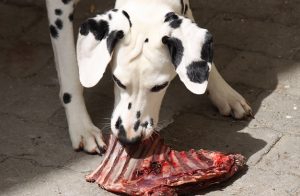 can dogs eat pork rib bones