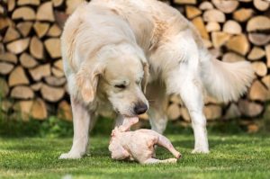 chicken good for dogs