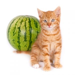 can cats eat watermelon