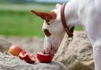 can dogs eat pomegranate seeds