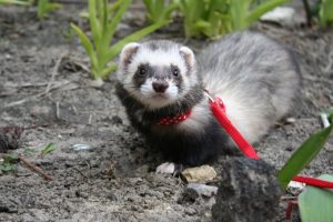 cat litter for ferrets