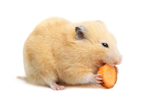 can hamsters eat carrots