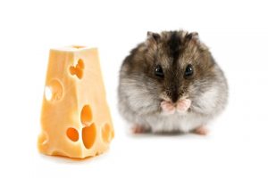 can hamsters eat cheese