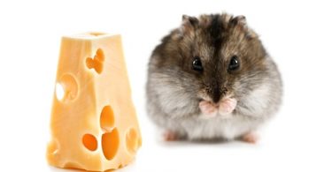 can hamsters eat cheese