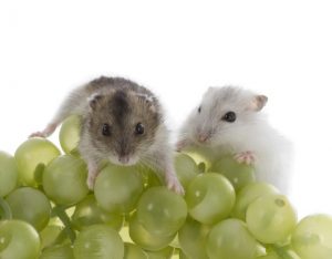 can hamsters eat grapes