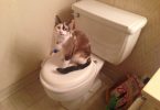 Train a Cat to Use the Toilet