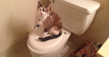 Train a Cat to Use the Toilet