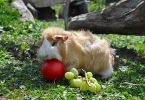 can guinea pigs eat grapes