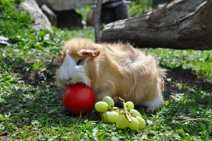 can guinea pigs eat grapes