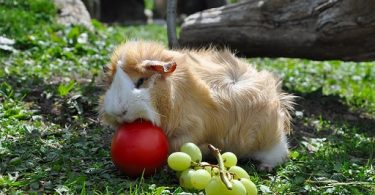 can guinea pigs eat grapes