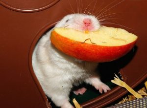can hamsters eat apples