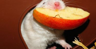 can hamsters eat apples