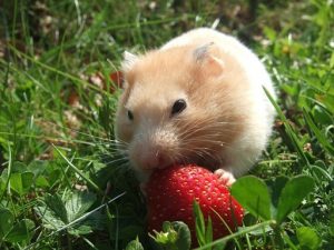 can hamsters eat strawberries