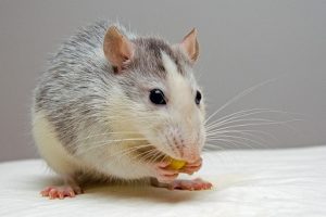 can rats eat cheese