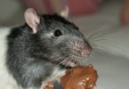 can rats eat chocolate