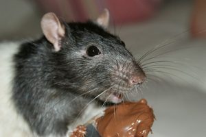 can rats eat chocolate