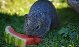 guinea pig eating watermelon