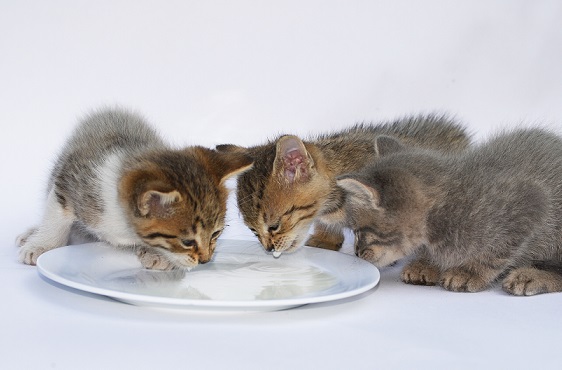 is milk ok for cats to drink