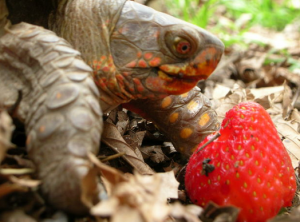 can turtles eat strawberries