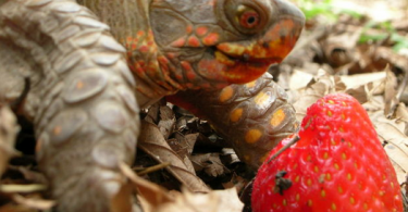 can turtles eat strawberries
