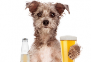 can dogs drink beer