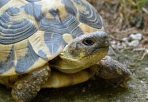 how long can turtles live