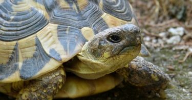 how long can turtles live