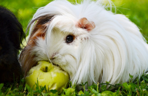 can guinea pigs eat apples