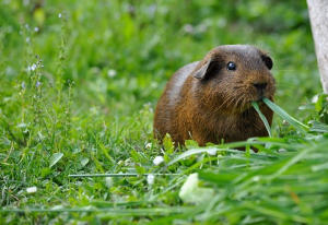 can guinea pig eat grass