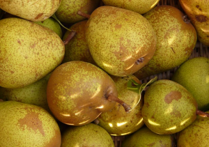 Can Guinea Pigs Eat Pears