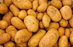 can guinea pigs eat potatoes