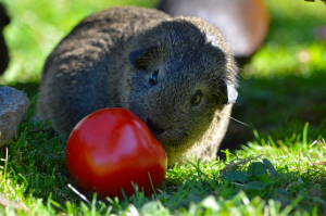 can guinea pigs eat tomatoes