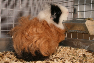 texel guinea pig