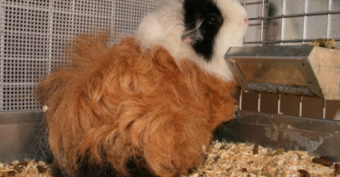 texel guinea pig