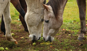 can horses eat apples