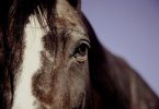 can horses see color