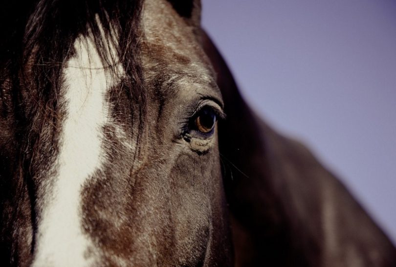 can horses see color