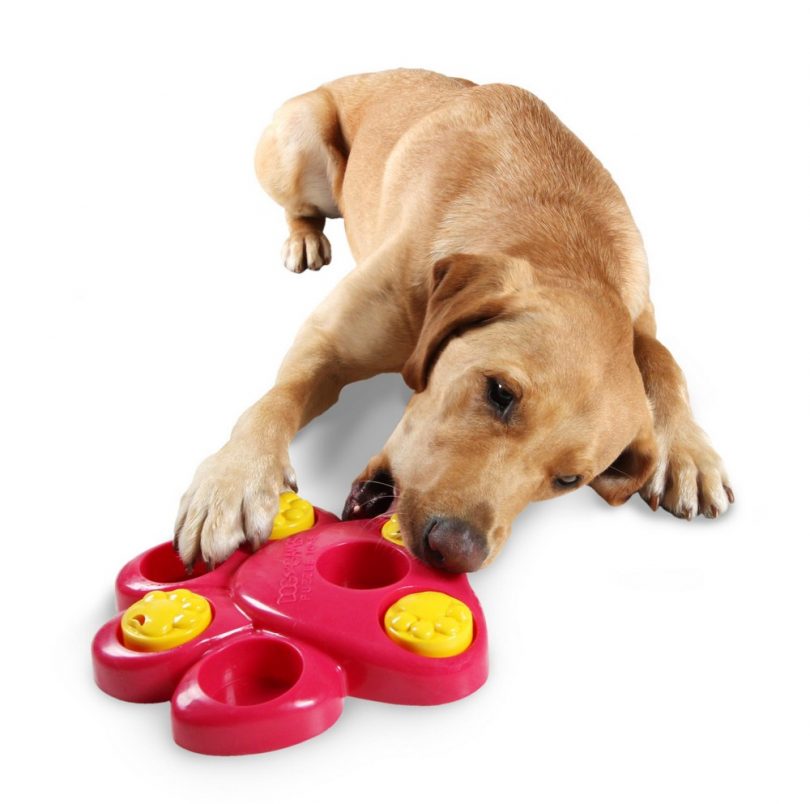 problem solving activities for dogs