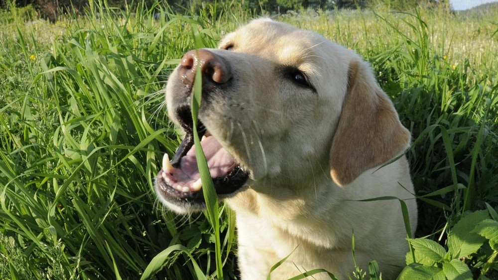 My Dog Keeps Eating Grass