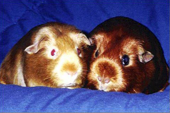 american satin guinea pig breed