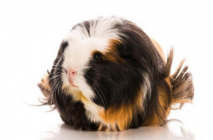 coronet guinea pig breed