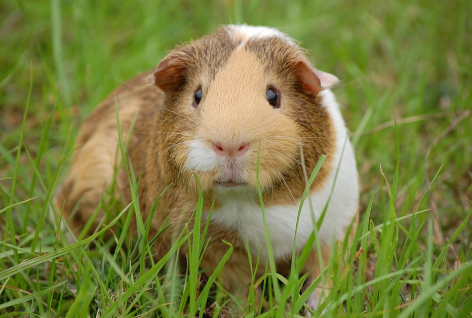 guinea pig breeds american