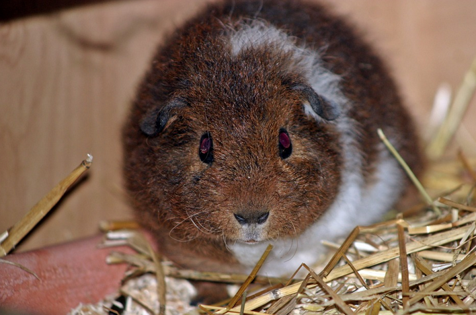 guinea pig breeds rex