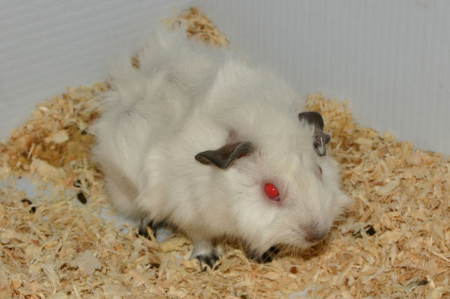 hihimalayan guinea pig breed