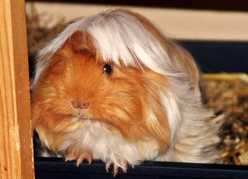 peruvian guinea pig breed